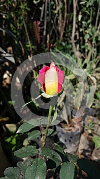 Rose  blume waiting garden flower