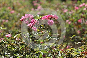 a pair of roses with a blured background photo