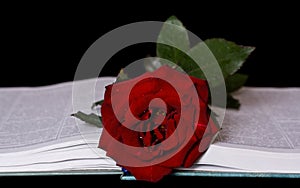 Rose and book