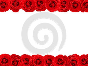 Rose border