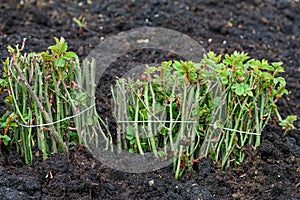 Rose border: planting bare root roses