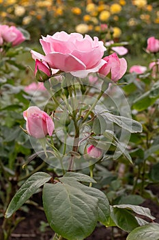 Rose border Rosa Anneke Doorenbos, pink flowers