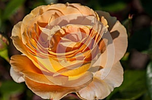 Rose in a botanical garden