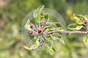 Rose botany natural hepatica flower shot with green background