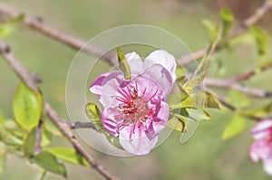 Rose botany natural hepatica flower shot with green background