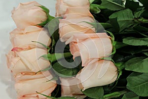 Rose bouguet soft pink color lying on the table, close-up. M acro.