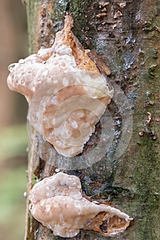 Rose Bracket mushroom Fomitopsis rosea, with guttation drops