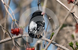 Rose-breasted Brosbeak Pheucticus ludovicianus Canada