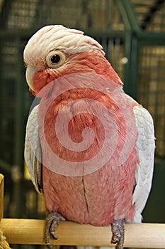 Rose Breasted Cockatoo