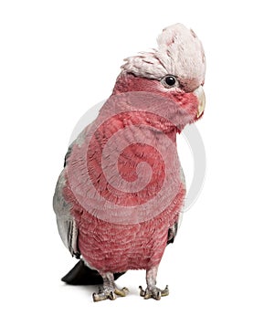 Rose-breasted Cockatoo (2 years old)