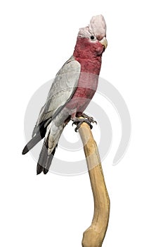 Rose-breasted Cockatoo (2 years old) perched on a branch