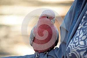 Rose Breasted Cockatoo stting on Arm