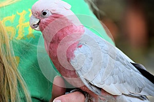 Rose Breasted Cockatoo stting on Hand