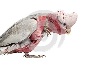 Rose-breasted Cockatoo (2 years old) photo