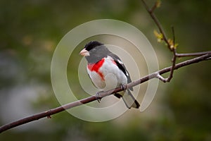 A Rose-Breasted Grosbeak