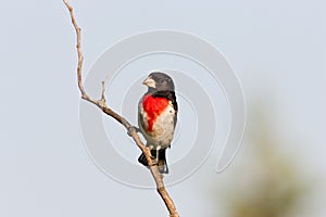 Rose Breasted Grosbeak