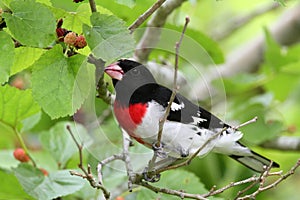 Rose-Breasted Grosbeak