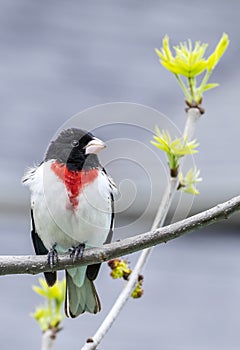 Rose-breasted Grosbeak #4