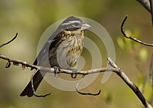 Rose-breasted Grosbeak