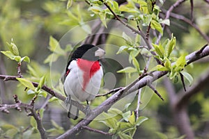 Rose breasted Grosbeak