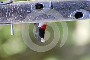 Rose-Breasted Grosbeak