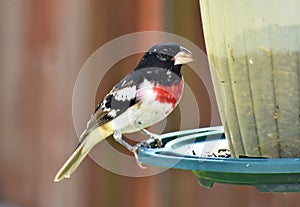 Rose Breasted Grosbeak on Backyard Feeder, Nashville Tennessee