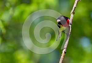 Rose breasted grosbeak on a branch with green background