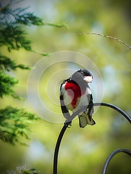 Rose Breasted Grosbeak Colorful Bird Perched on a black metal stand