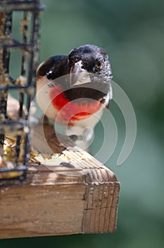 Rose-breasted Grosbeak at Feeder