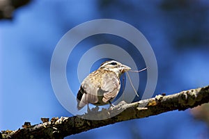 Rose-breasted Grosbeak Female   700687