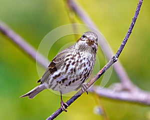 Rose-breasted Grosbeak Image and Photo. Female close-up front view perched on a branch with blur green background in its