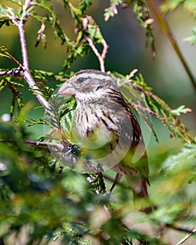 Rose-breasted Grosbeak Image and Photo. Female close-up perched on a cedar branch with blur forest background in its environment