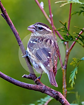 Rose-breasted Grosbeak Image and Photo. Female close-up rear view perched on a branch with blur green background. Cardinal Family.