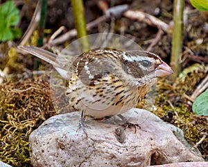 Rose-breasted Grosbeak Image and Photo. Female close-up side view perched on a rock and moss with blur foliage background in its