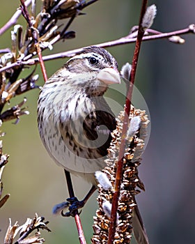 Rose-breasted Grosbeak Image and Photo. Female close-up view perched on a branch with blur background in its environment and