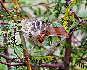 Rose-breasted Grosbeak Image and Photo. Female close-up view perched on a branch with blur background in its environment and