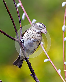 Rose-breasted Grosbeak Image and Photo. Female close-up view perched on a branch with blur green background in its environment.