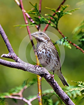 Rose-breasted Grosbeak Image and Photo. Female close-up view perched on a branch with blur green forest background in its