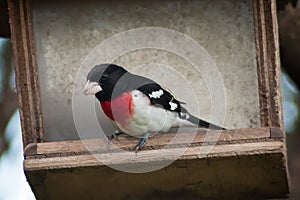 Rose breasted Grosbeak, Male,  pheucticus ludovicianus