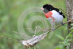 Rose-breasted Grosbeak Migrating