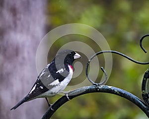 Rose-breasted Grosbeak Perched on a Bird Feeder