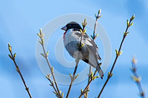 Rose-breasted Grosbeak Perched on Branch