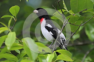 Rose-breasted Grosbeak (Pheucticus ludovicianus)