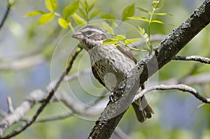 ROSE-BREASTED GROSBEAK - Pheucticus ludovicianus