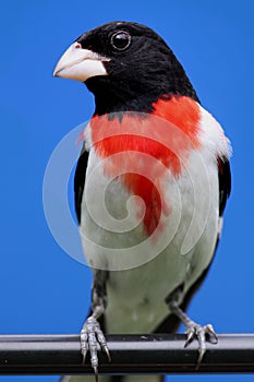 Rose-breasted Grosbeak (Pheucticus ludovicianus)