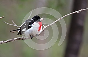 Rose Breasted Grosbeak - Pheucticus ludovicianus.