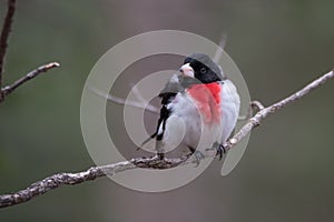 Rose Breasted Grosbeak - Pheucticus ludovicianus.