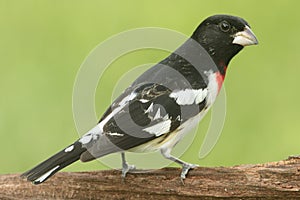 Rose-breasted Grosbeak & x28;Pheucticus ludovicianus& x29;