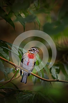 Rose-breasted grosbeak, Pheucticus ludovicianus sitting on the orange and green mossy branch. Wildlife in Costa Rica, mountain