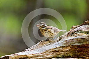 Rose Breasted Grossbeak female.